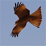 Ethiopia - 398 - Eagle